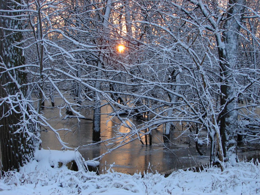 FIL11873 Icy Forest -  W view