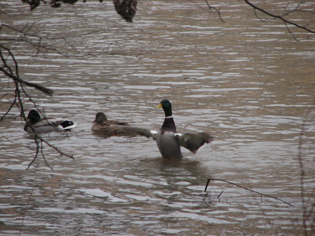 Ducks on Des Plains