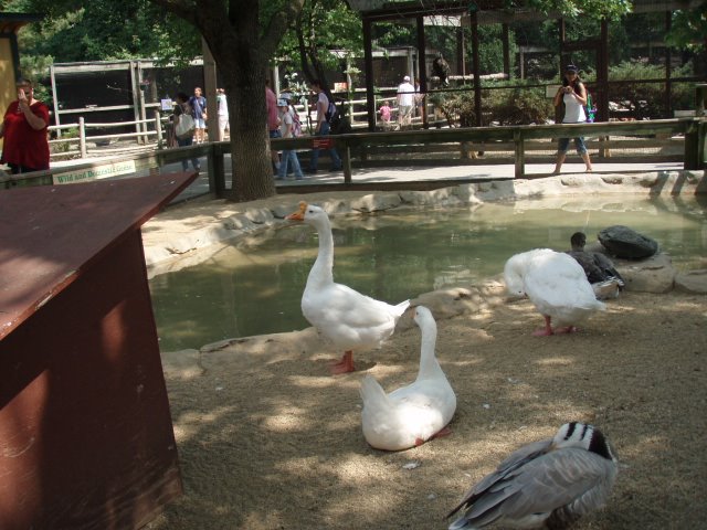 Gansitos