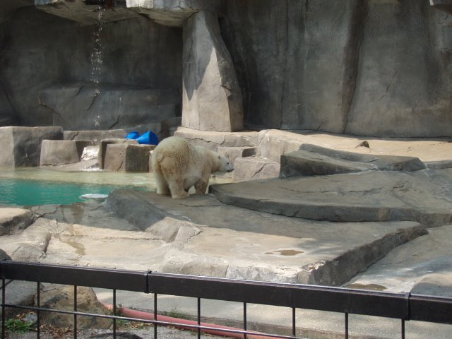 Oso Blanco