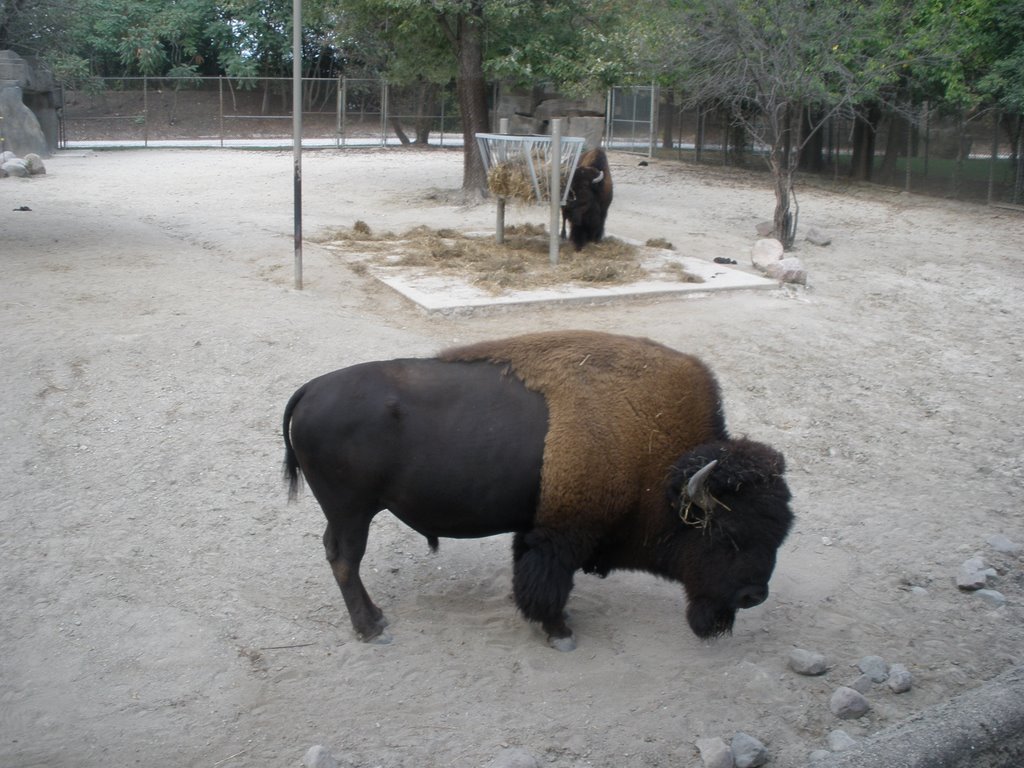 Brookfield Zoo