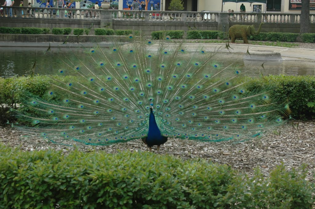 Brookfield Zoo - near the Formal Pool