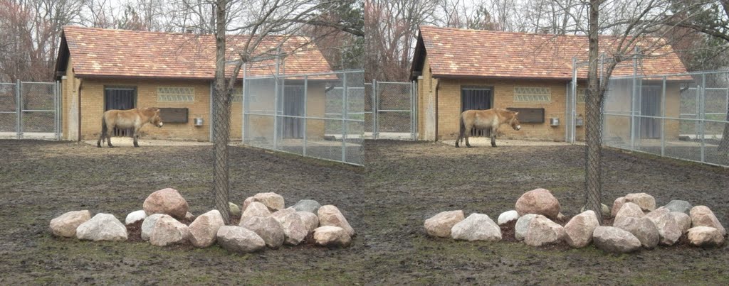 Przewalski horse in 3D.