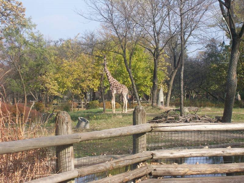 See the giraffe?