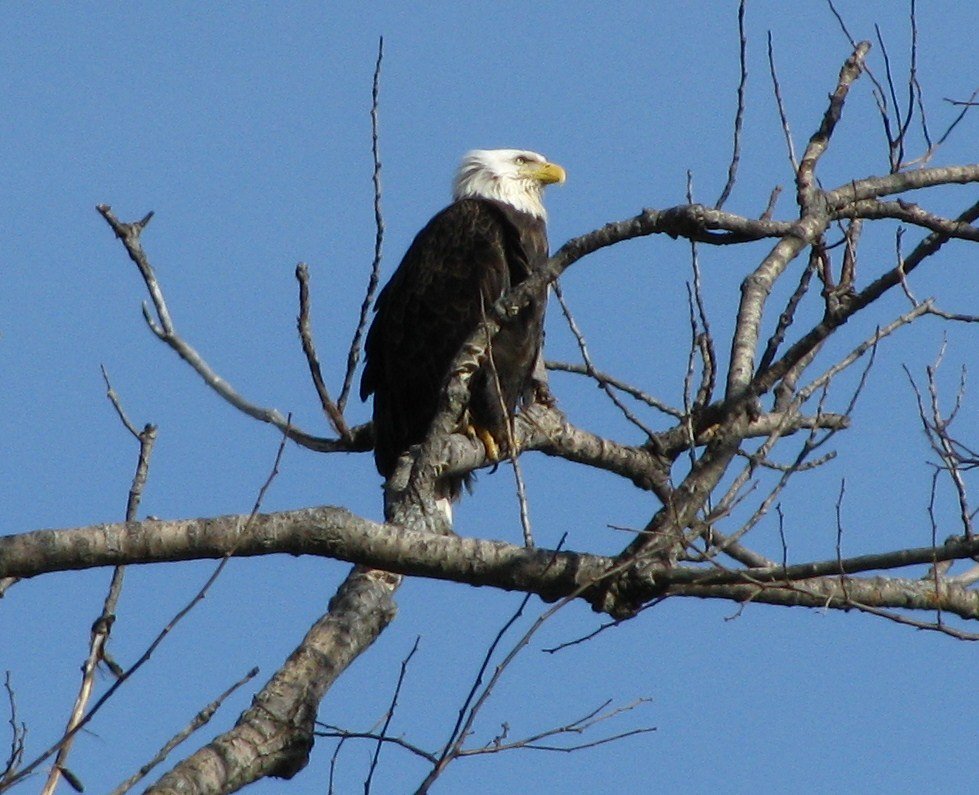 Bald Eagle with His Eyes to the Sky