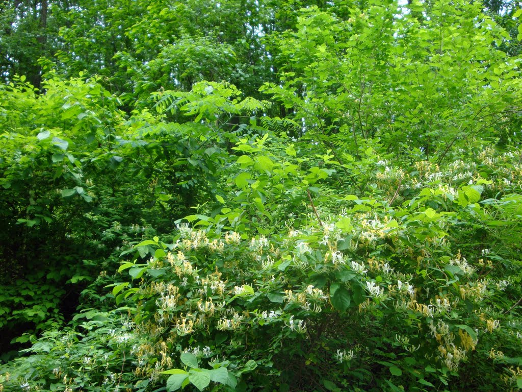 If you dont like the sweet smell of honeysuckle, you wont enjoy Edwardsville bike trails.