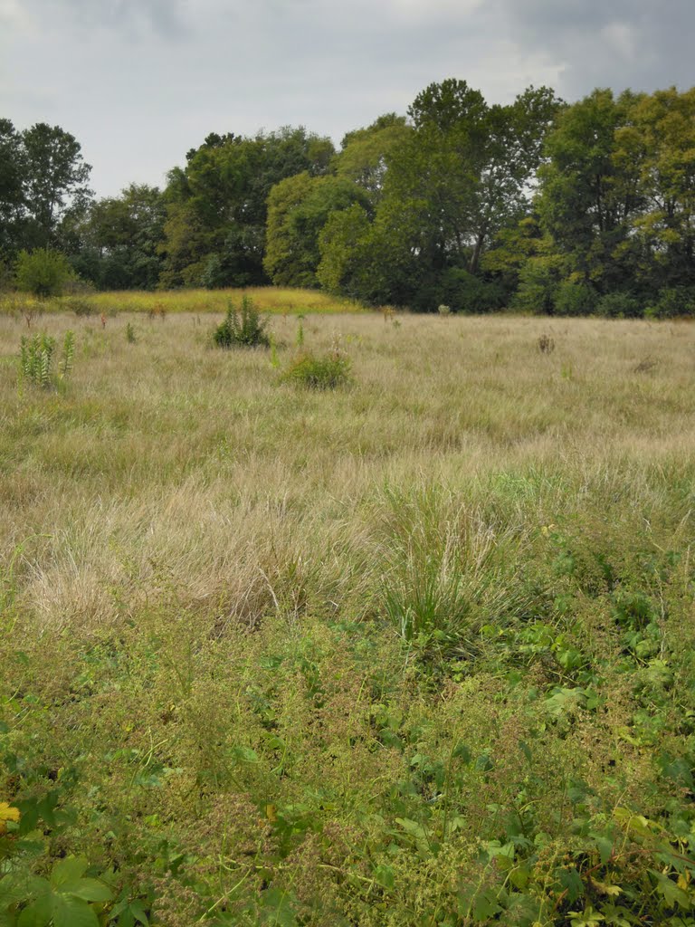 Prairie, Near Edwardsville, IL