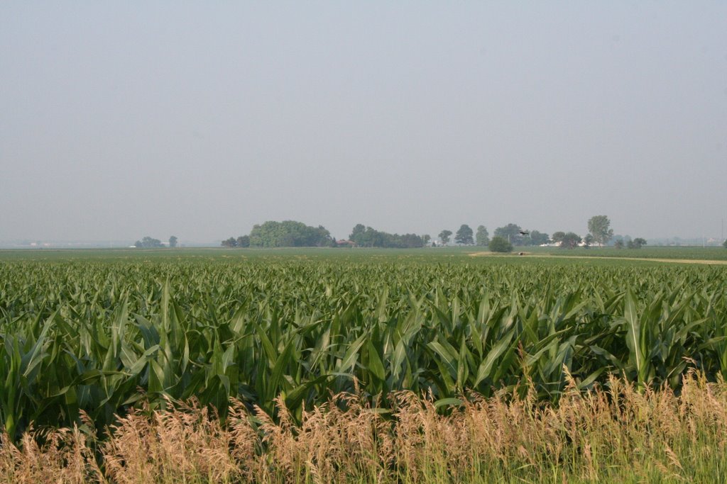 Central Illlinois Cornfields