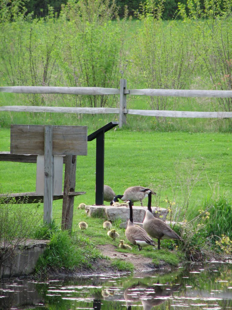 Delnor Woods Park