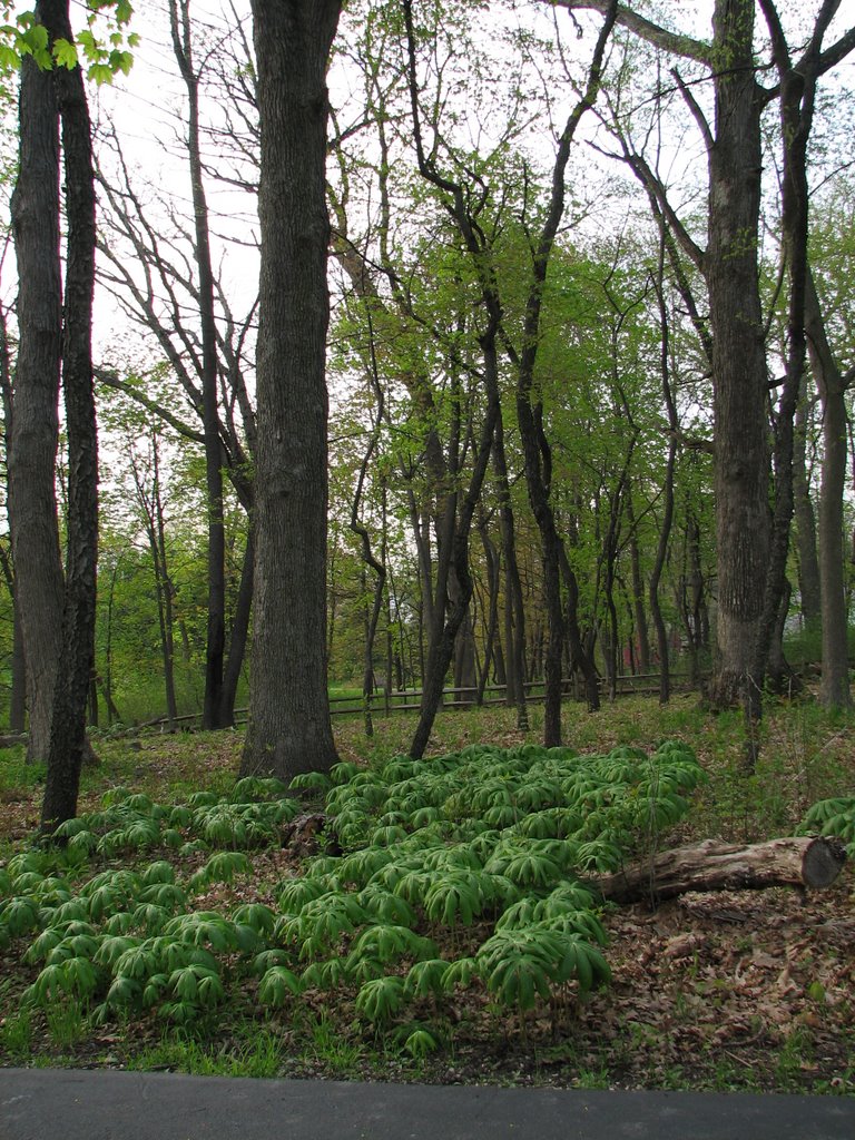 Delnor Woods Park