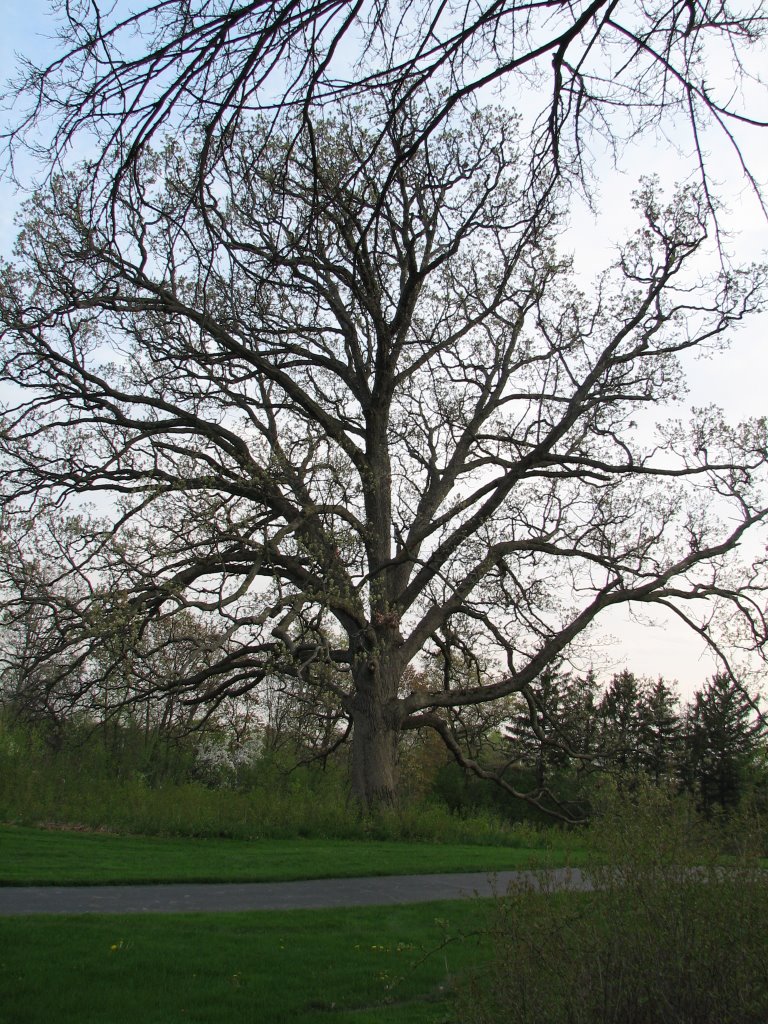 Delnor Woods Park