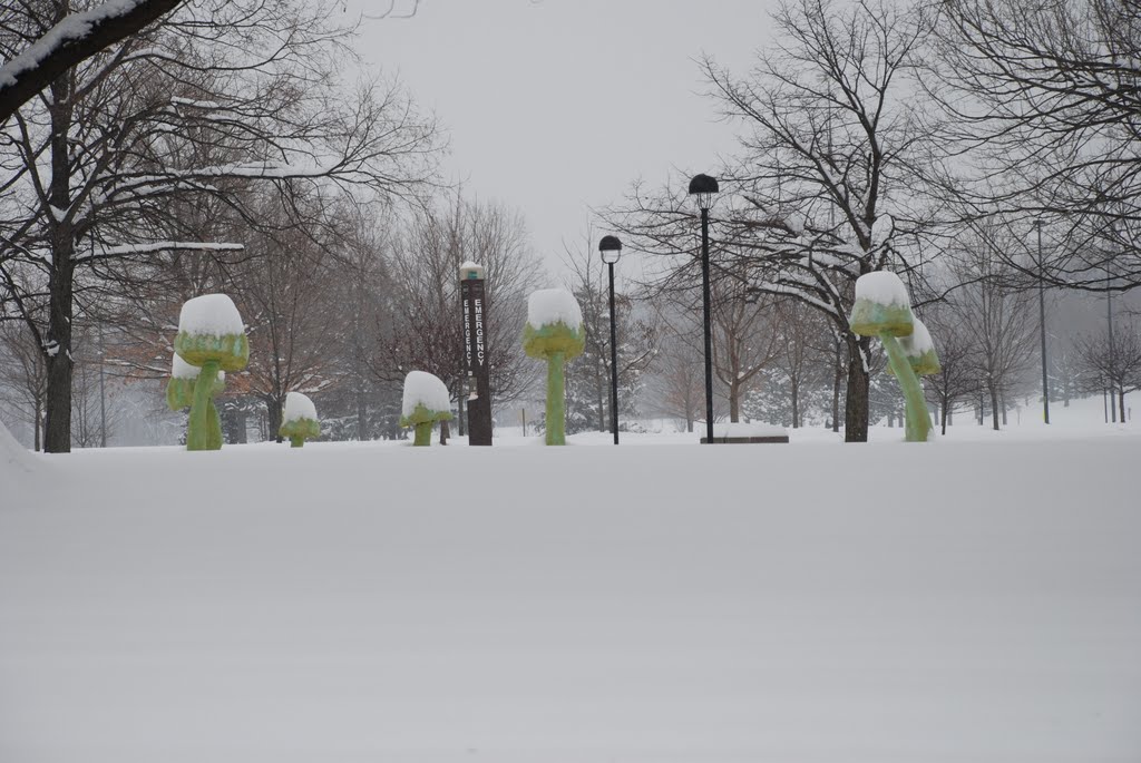 SIUE. Snow storm January 20th, 2011