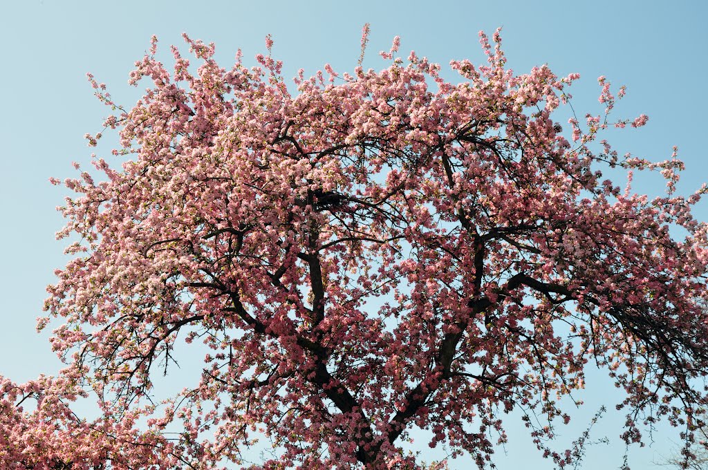 Lincolnwood - Spring colors