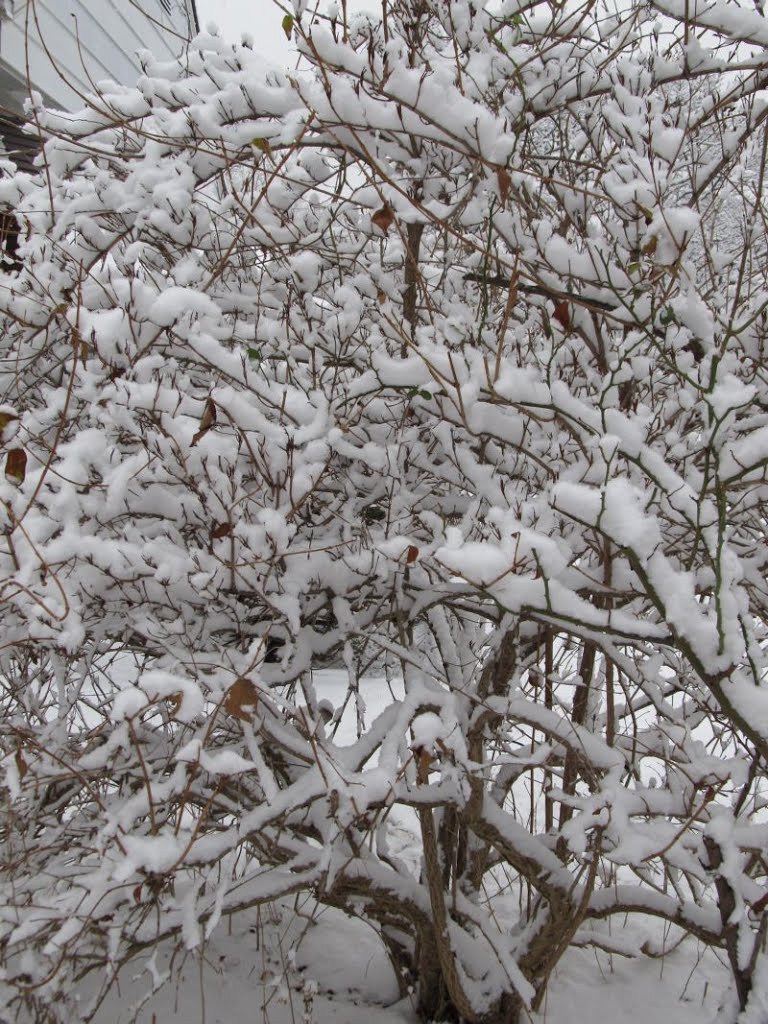Not always is the snow  so CLINGY, how beautiful