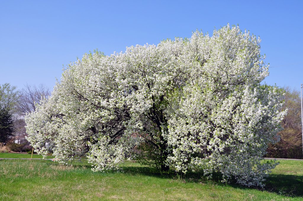 The Four Seasons: Spring