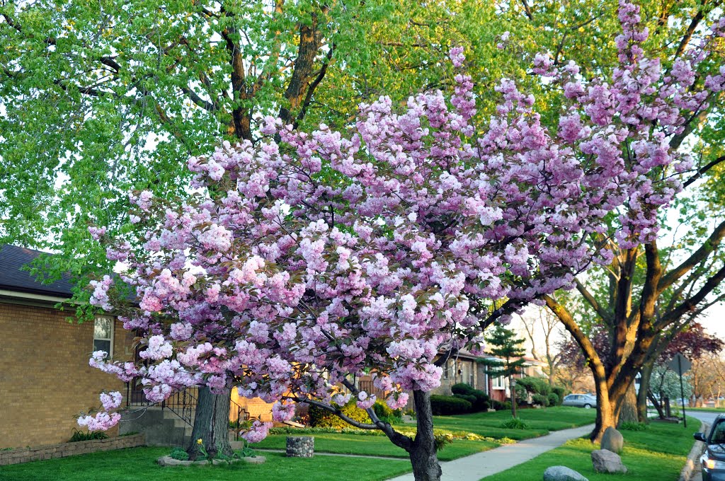 Morton Grove - Spring 2013
