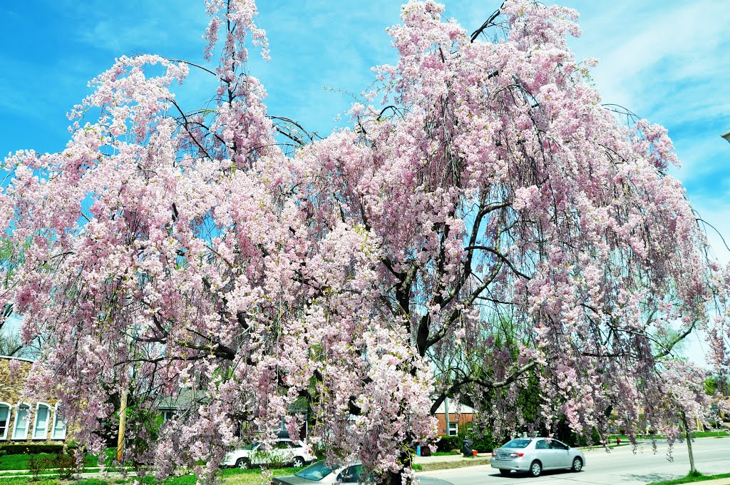 Skokie - Spring 2013 - Happy Mothers Day