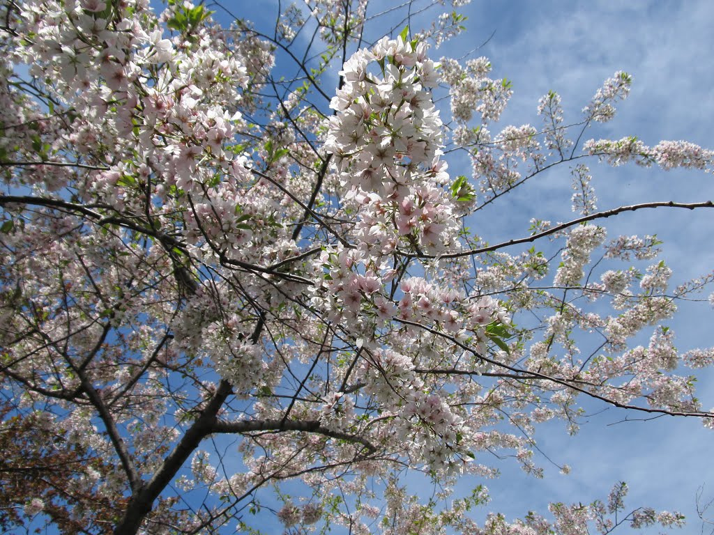 Blue skies viewed through the bright white Japanese cherry tree in bloom