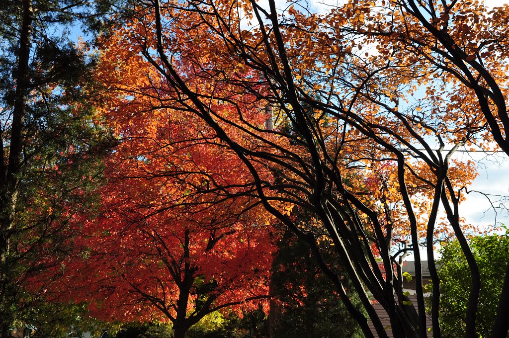 Colors or Autumn - The red in Morton Grove