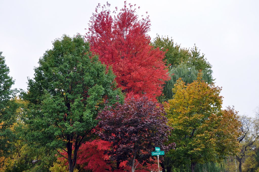 Colors of Autumn - Morton Grove