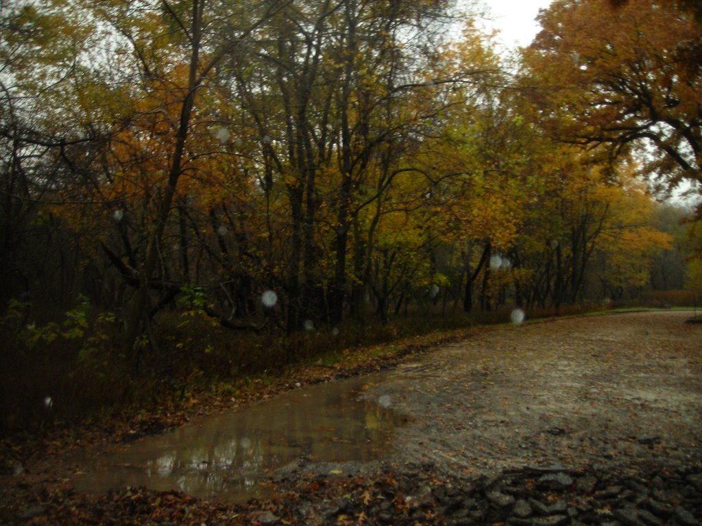 Forest Preserve 7