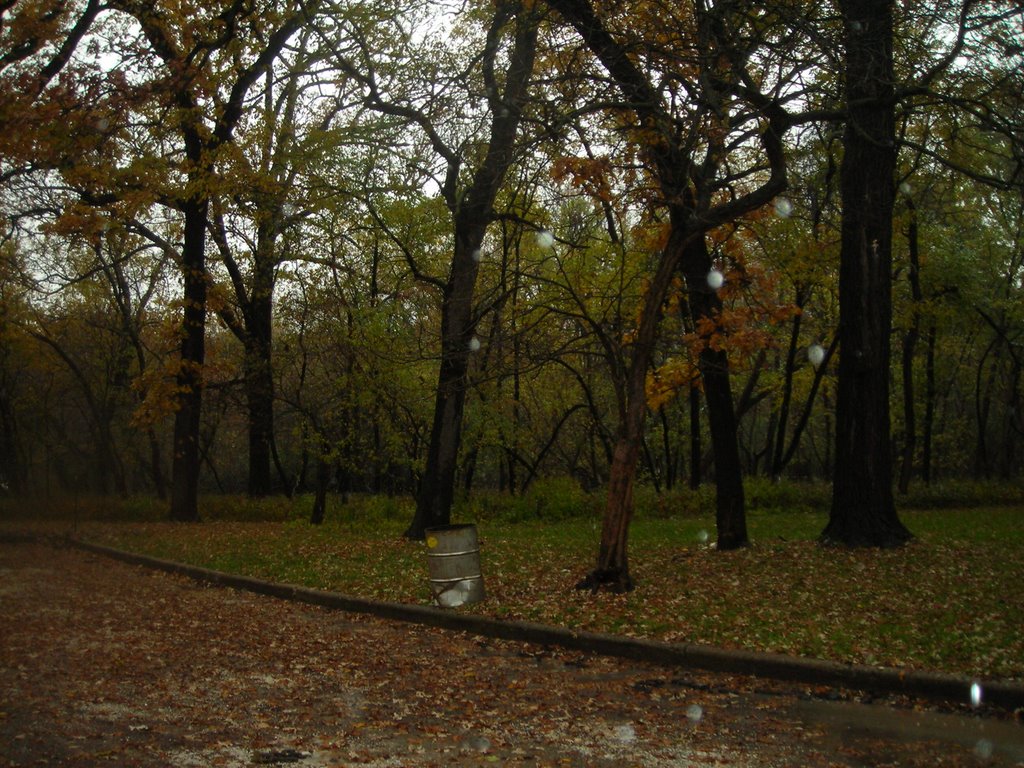 Forest Preserve 8
