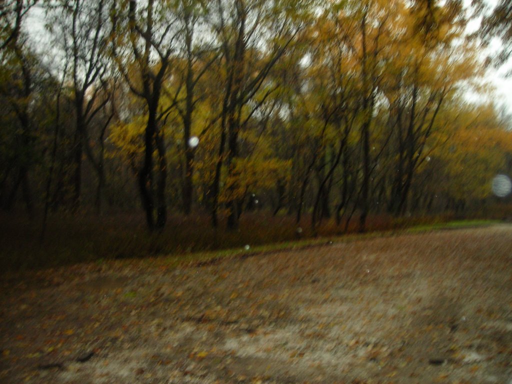 Forest Preserve 9