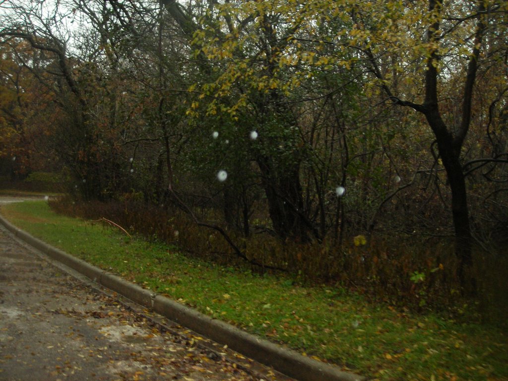 Forest Preserve 12