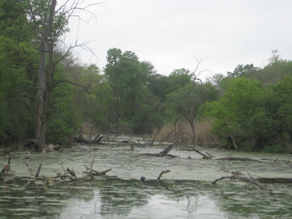 Portage Creek 2