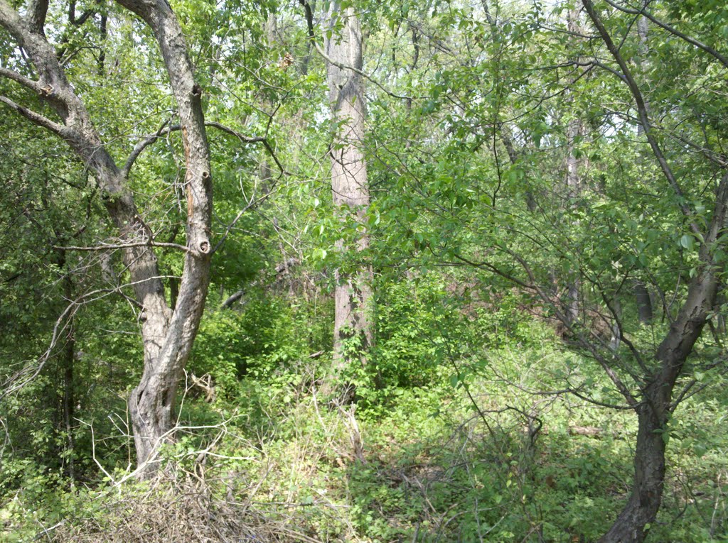 woods