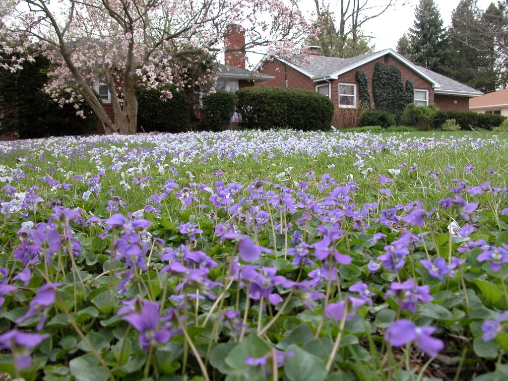Spring on Michigan Street