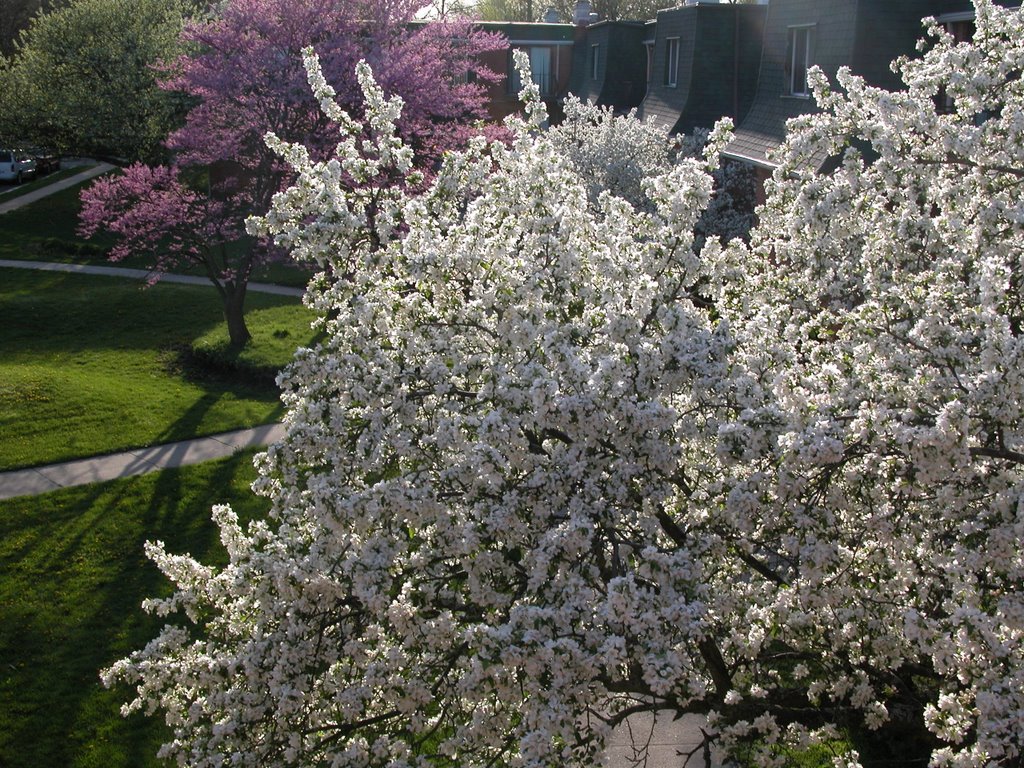 Spring from our balcony