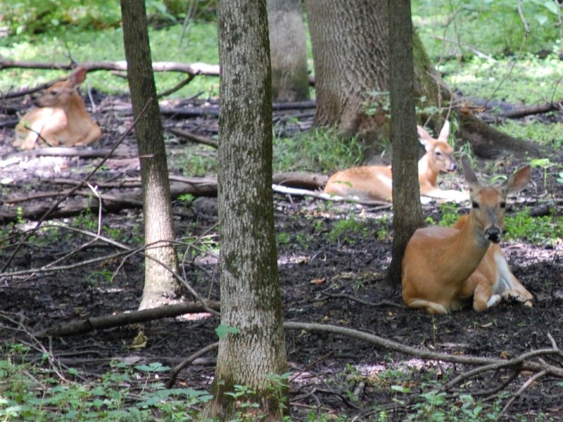 Deer in Busey Woods