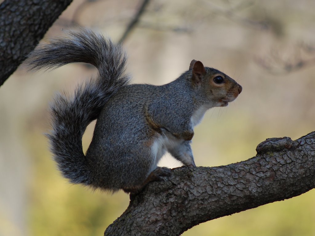 Squirrel in Tree at Crystal Lake Park - Urbana, Illinois