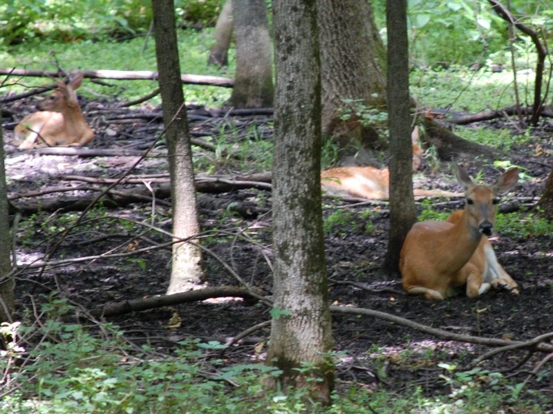 Deer in Busey Woods - Urbana, Illinois
