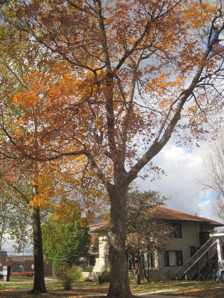 Autumn at Axiom