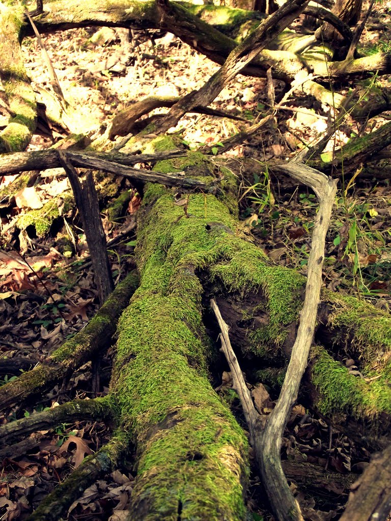Sauk Trail Forest Preserve 1