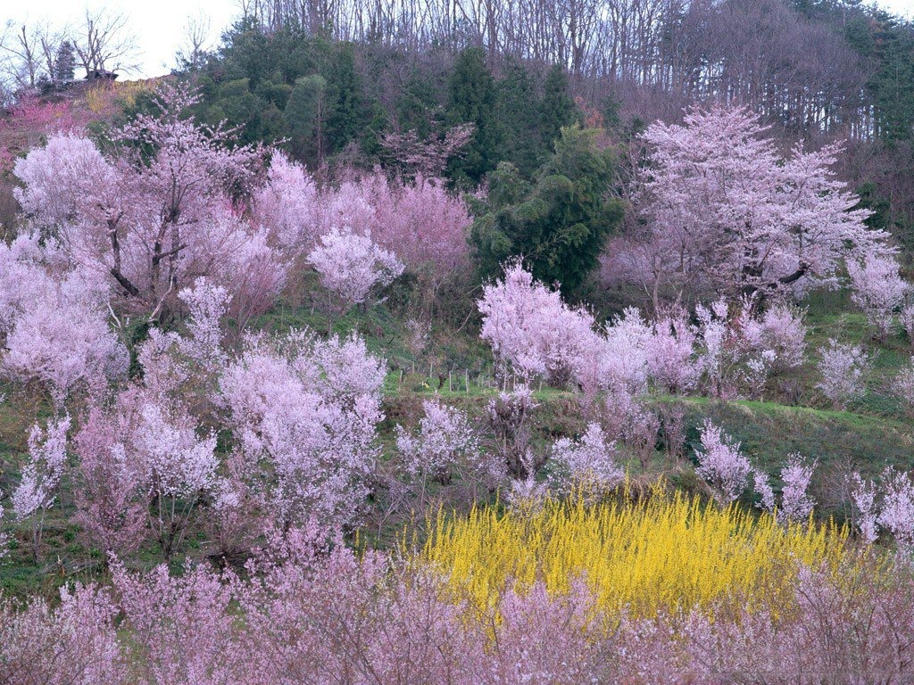 Garden1