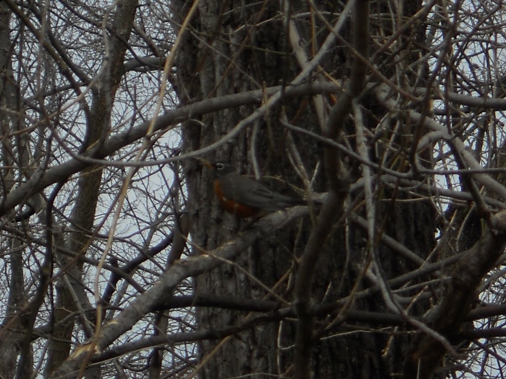 American Robin