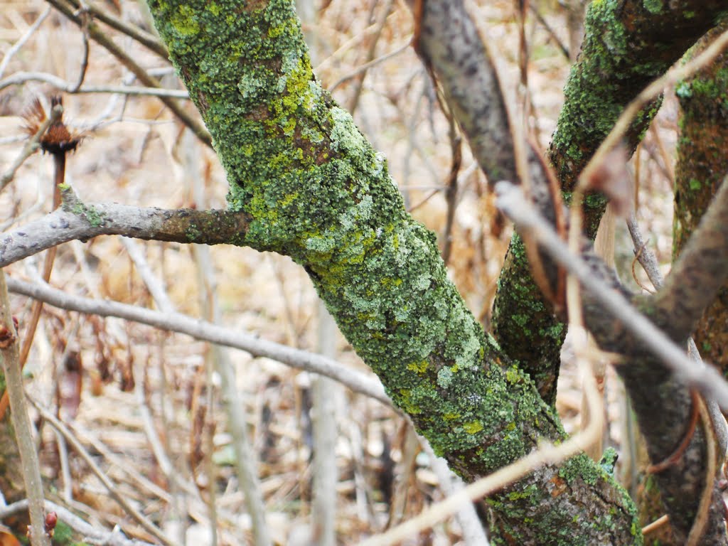 Lichen Growing on Lilac Bush