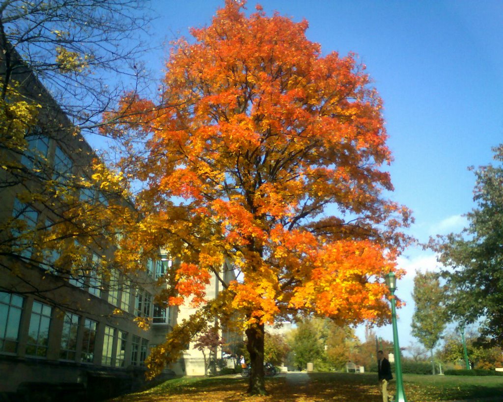 Autumn at the Jacobs School of Music