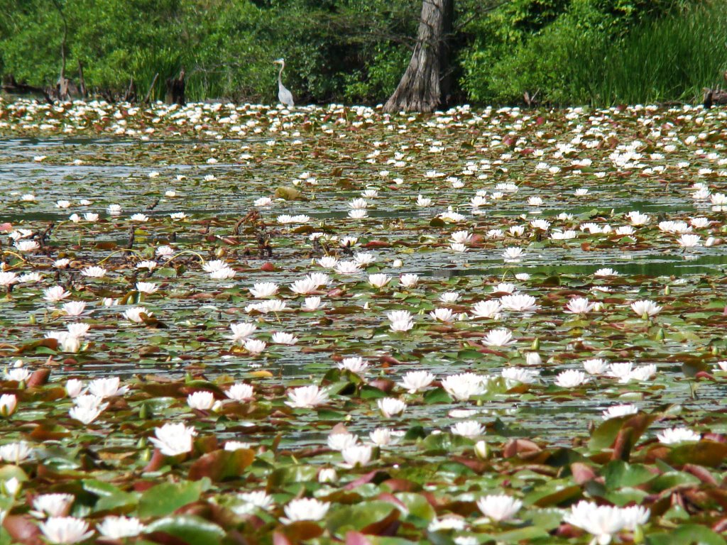 DSC01018n Water Lilies 6/10/07 - W view