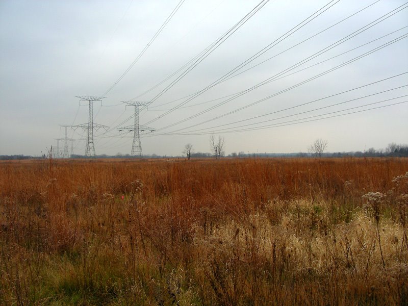 Des Plaines Conservation Area with high voltage power lines
