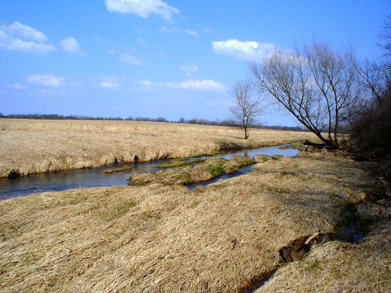Spring Creek about halfway through its course