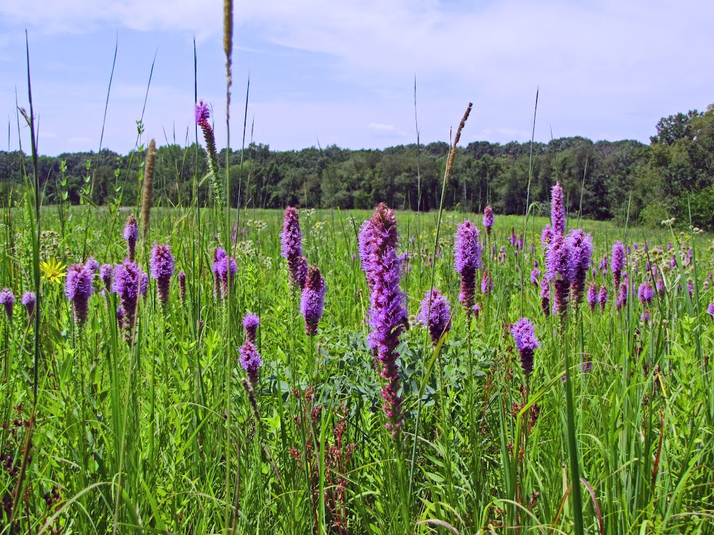 Color in the Meadow