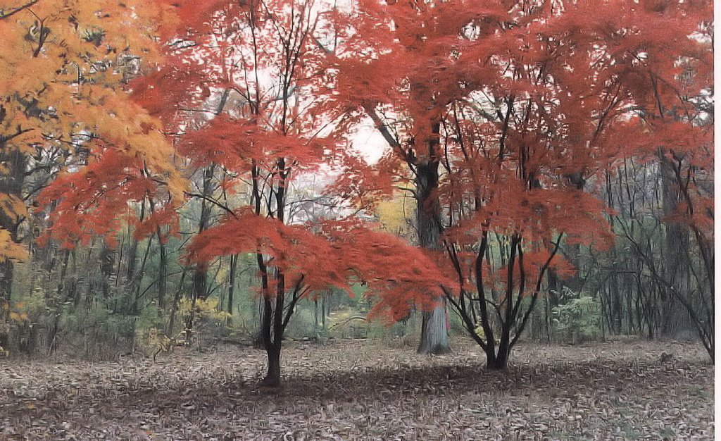 arboretum de chicago-otoño 1998