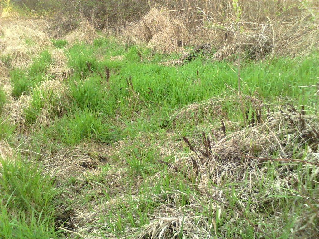 WILD MOSS