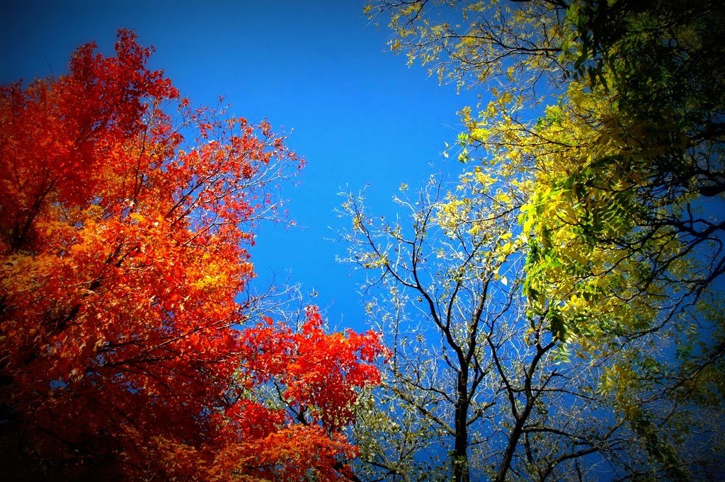Fall foliage in Indianapolis Indiana