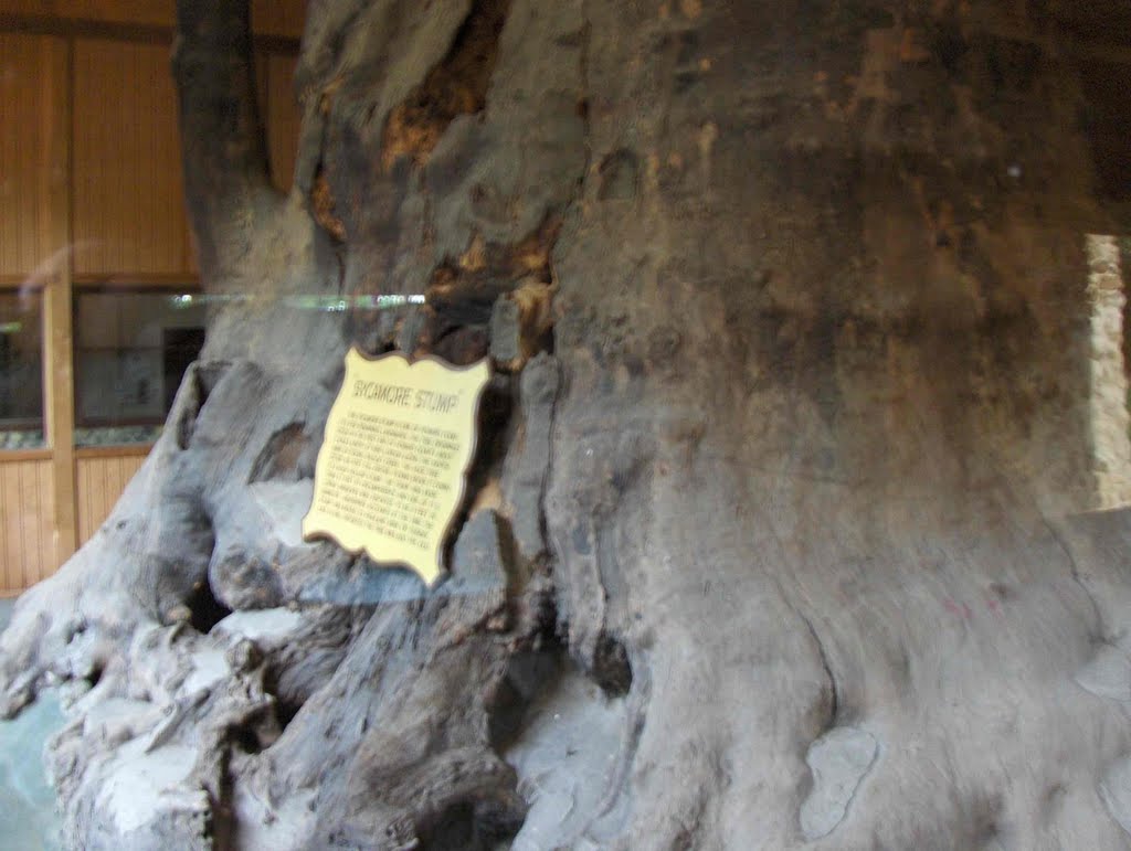 Giant Sycamore Stump, GLCT