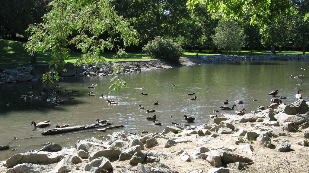 Ducks at the Highland Park